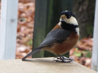 IMG_4795.jpg